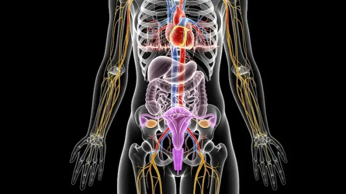 How To Reduce Uterine Artery Pi? A Simple Guide for Expecting Mothers